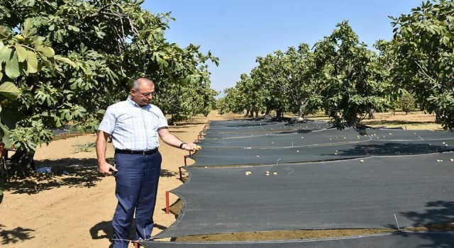 Aydın incirinde yeni dönem