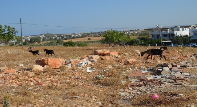 Didim’de keçilere zehirli incir tuzağı