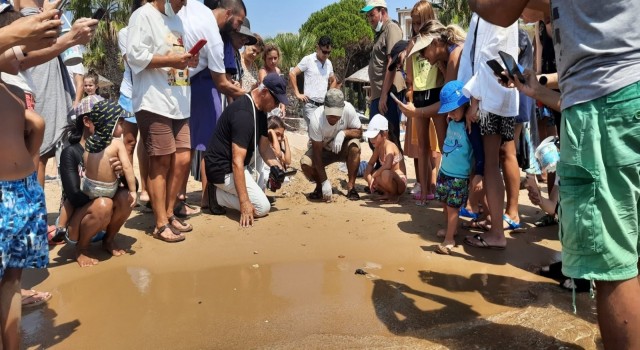 Didim’i tercih eden caretta carettaların yavruları denizle buluştu