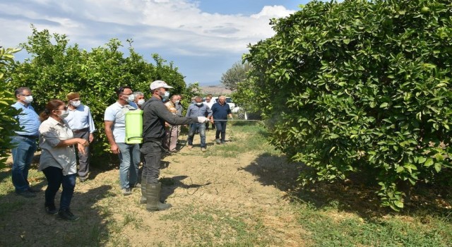 Aydın’da Akdeniz Sineği ile mücadele başladı