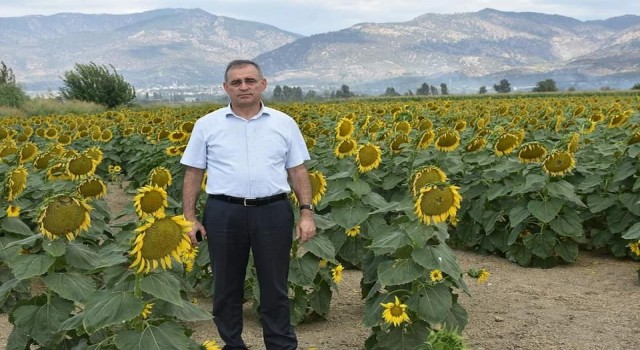 Aydın’da ayçiçeği üretiminde başarı sağlandı