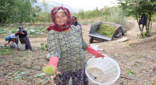 Aydın ve İzmir’de kestane hasadı başladı