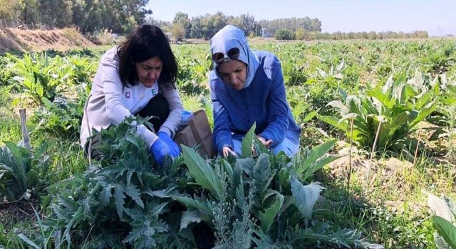 Enginar zararlarıyla mücadele devam ediyor