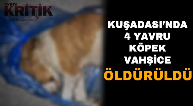 Kuşadası’nda 4 yavru köpek vahşice öldürüldü