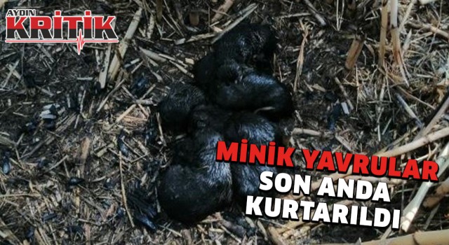 Minik yavrular son anda kurtarıldı