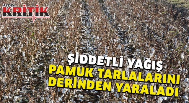 Şiddetli yağış pamuk tarlalarını derinden yaraladı