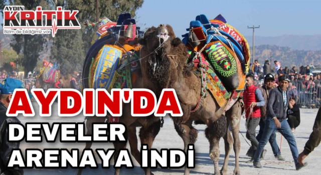 Aydın'da develer arenaya indi