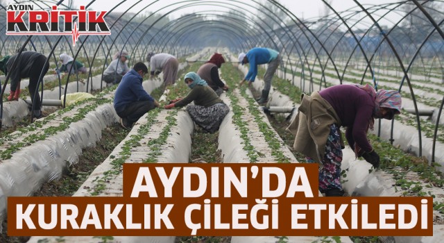 Aydın’da kuraklık çileği etkiledi