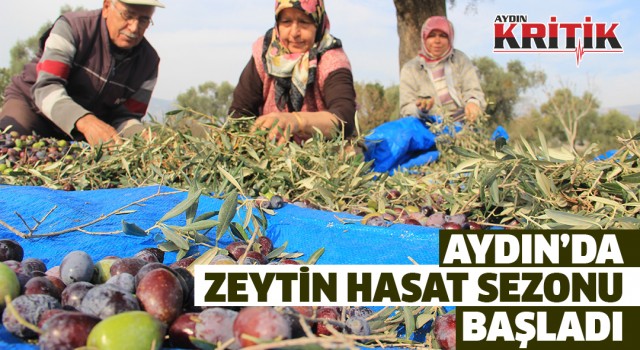 Aydın’da zeytin hasat sezonu başladı