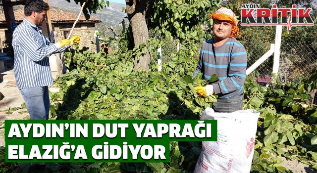 Aydın’ın dut yaprağı Elazığ’a gidiyor