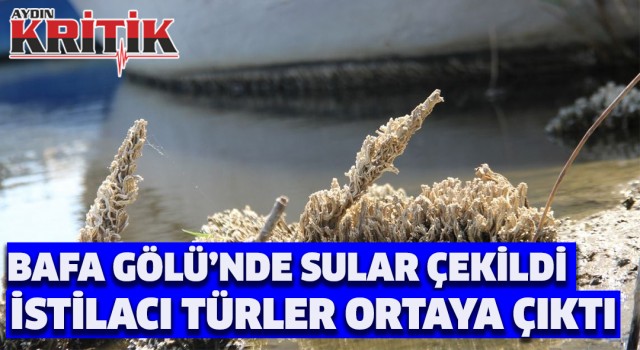 Bafa Gölü’nde sular çekildi, istilacı türler ortaya çıktı