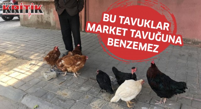 Bu tavuklar market tavuğuna benzemez