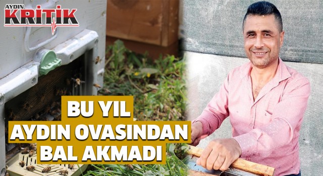 Bu yıl Aydın ovasından bal akmadı