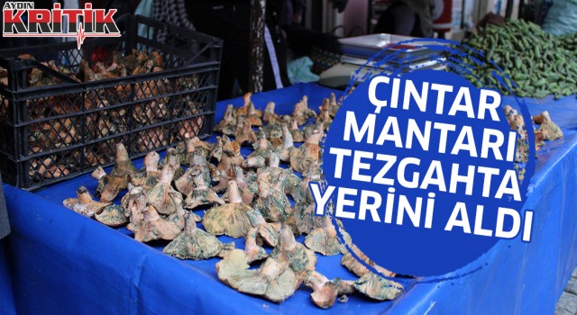 Çıntar mantarı tezgahta yerini aldı