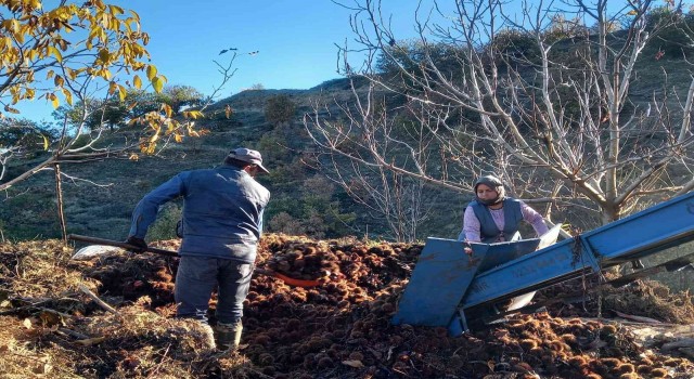 Kestane fiyatları altınla yarışınca üretici ürünü kuyudan erken çıkardı