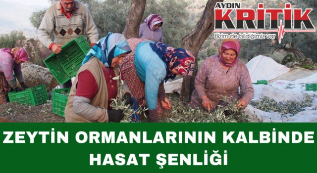 ZEYTİN ORMANLARININ KALBİNDE HASAT ŞENLİĞİ