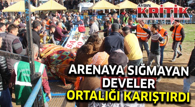 Arenaya sığmayan develer, ortalığı savaş alanına çevirdi