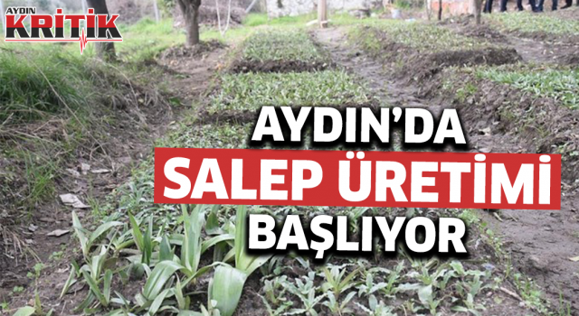 Aydın'da sahlep üretimi başlıyor