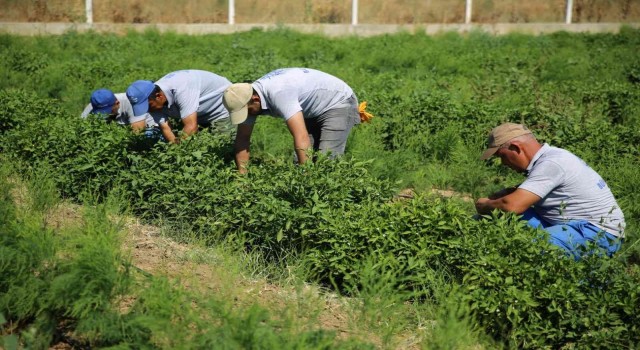 Kuraklıktan zarar gören, destek ödemeleri başladı