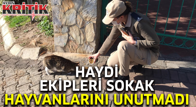 HAYDİ ekipleri sokak hayvanlarını unutmadı