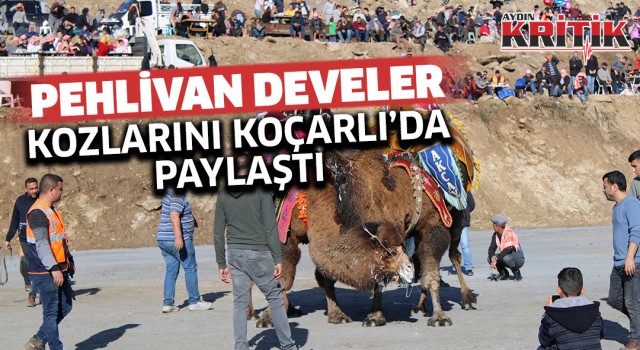 Pehlivan develer kozlarını Koçarlı’da paylaştı