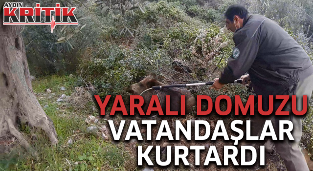 Yaralı domuzu vatandaşlar kurtardı