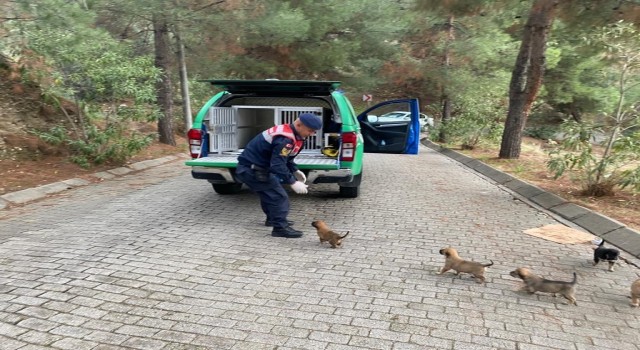 Yavru köpeklere jandarma şefkati