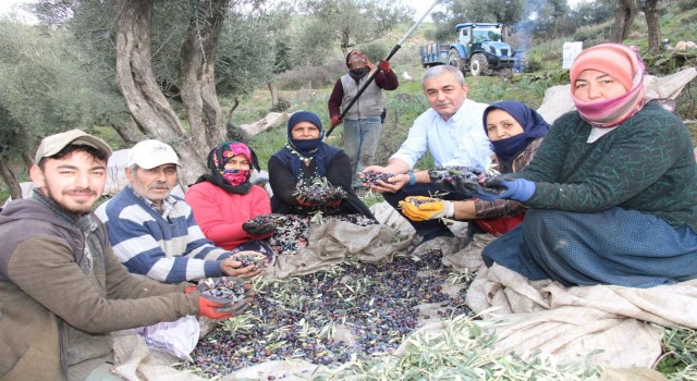 Başkan Kaplan zeytin hasadında