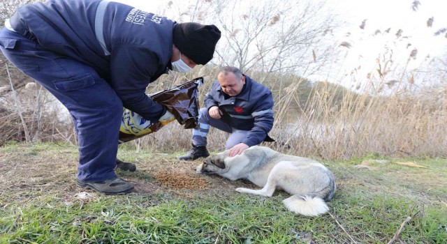 Soğuk havalarda Efeler’de can dostları unutulmadı