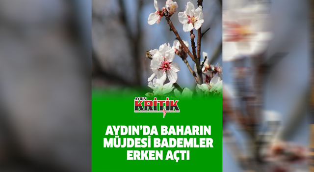 Aydın’da baharın müjdecisi bademler erken çiçek açtı