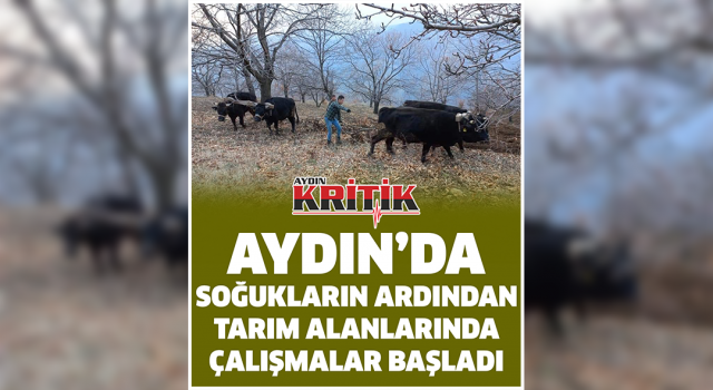 Aydın’da soğukların ardından, tarım alanlarında çalışmalar başladı