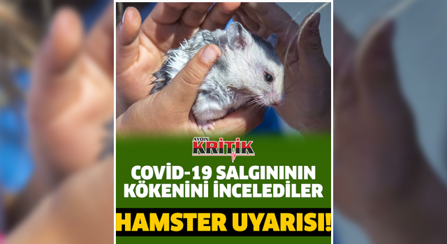 Bilimsel araştırma: İnsanlara Covid-19’u hamsterlar taşıyabiliyor