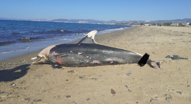 Kuşadası sahilinde nadir görülen deniz canlıları ölü olarak bulundu