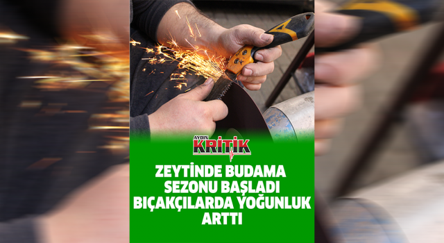 Zeytinde budama sezonu başladı, bıçakçılarda yoğunluk arttı