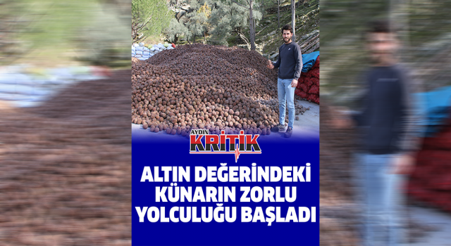 Altın değerindeki künarın zorlu yolculuğu başladı