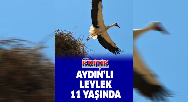 Aydın'lı leylek 11 yaşında