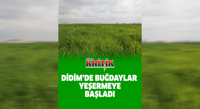 Didim'de buğdaylar yeşermeye başladı