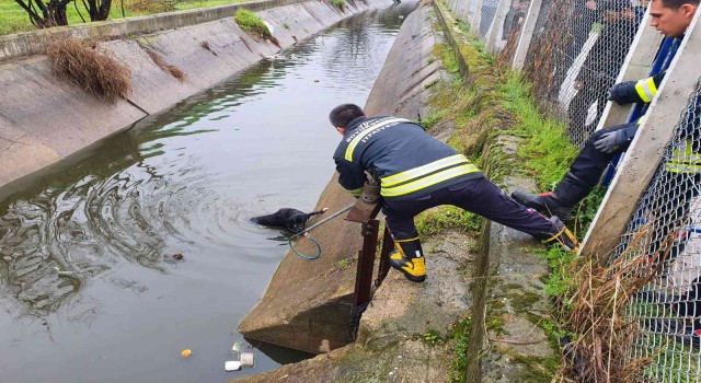 Sulama kanalına düşen köpeğin imdadına öğrenciler yetişti