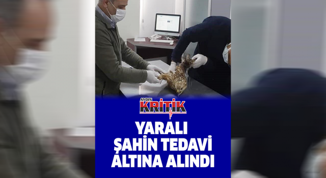 Yaralı şahin tedavi altına alındı