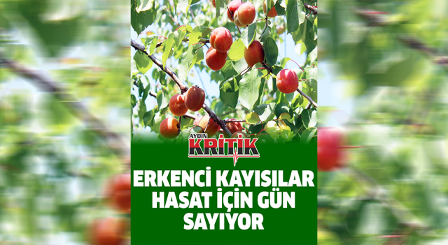 Erkenci kayısılar hasat için gün sayıyor