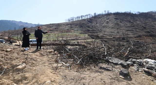 Karacasu’da yanan ormanlık alanları yeşillendirme çalışmaları devam ediyor