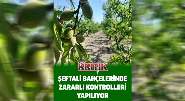 Şeftali bahçelerinde zararlı kontrolleri yapılıyor