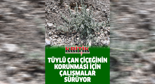 Tüylü çan çiçeğinin korunması için çalışmalar sürüyor