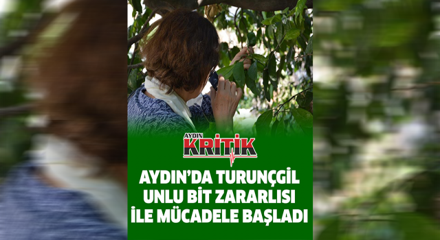 Aydın'da turunçgil unlu bit zararlısı ile mücadele başladı