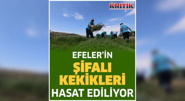 Efeler’in şifalı kekikleri hasat ediliyor