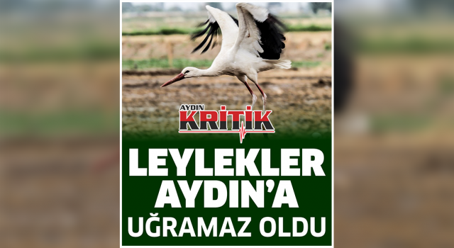 Leylekler Aydın'a uğramaz oldu