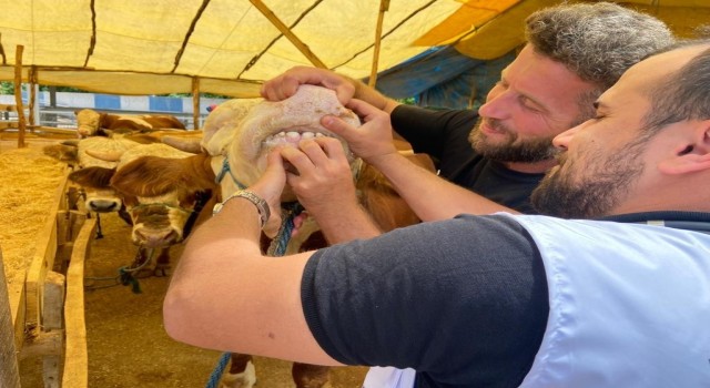 Aydın İl Tarım ve Orman Müdürlüğü’nden kurban uyarısı