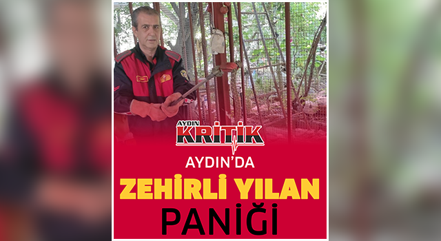 Aydın’da zehirli yılan paniği