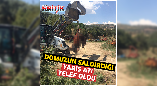 Domuzun saldırdığı yarış atı telef oldu