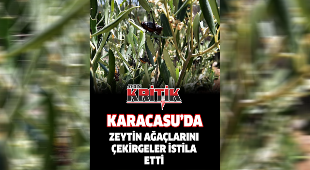 Karacasu'da zeytin ağaçlarını çekirgeler istila etti